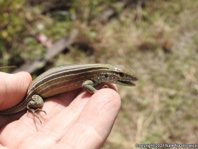 Rainbow Whiptail (Cnemidophorus lemniscatus)