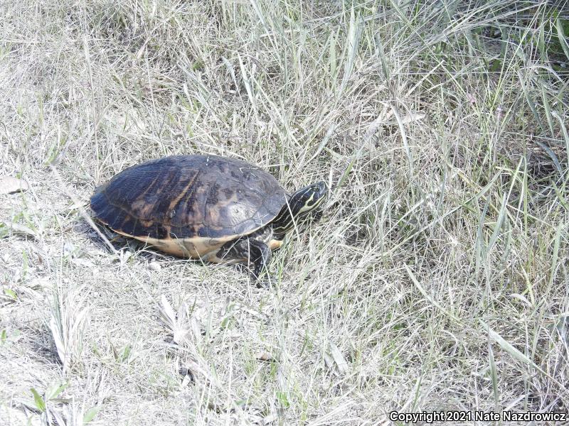 Peninsula Cooter (Pseudemys peninsularis)