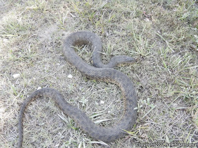 Florida Green Watersnake (Nerodia floridana)