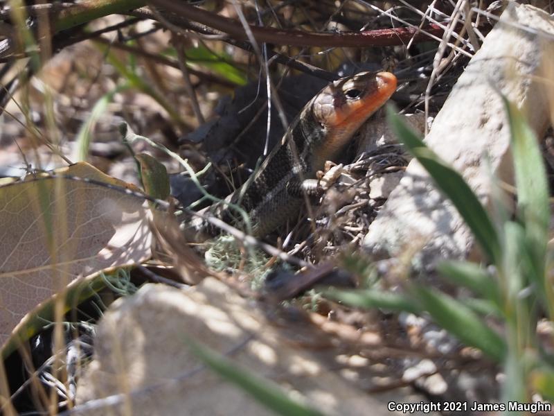 Western Skink (Plestiodon skiltonianus skiltonianus)