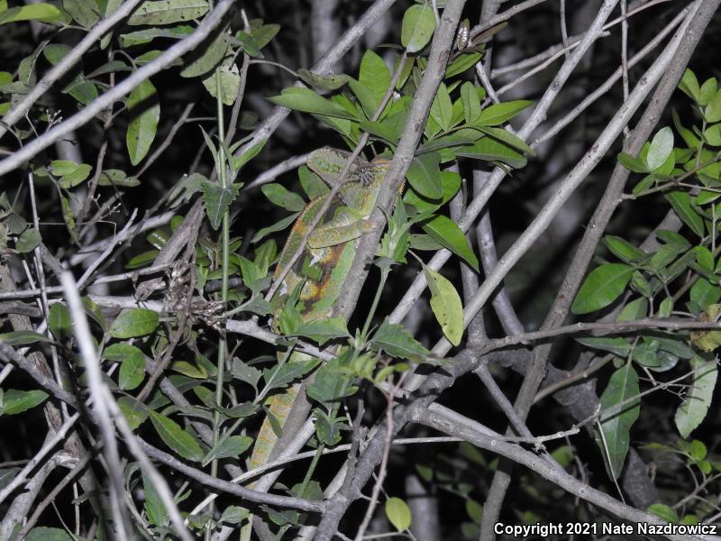 Veiled Chameleon (Chamaeleo calyptratus)