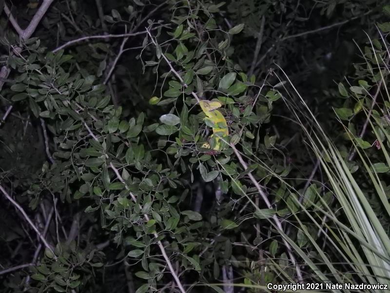 Veiled Chameleon (Chamaeleo calyptratus)