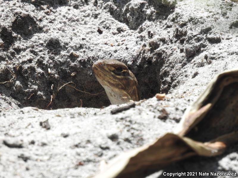 Butterfly Lizard (Leiolepis belliana)