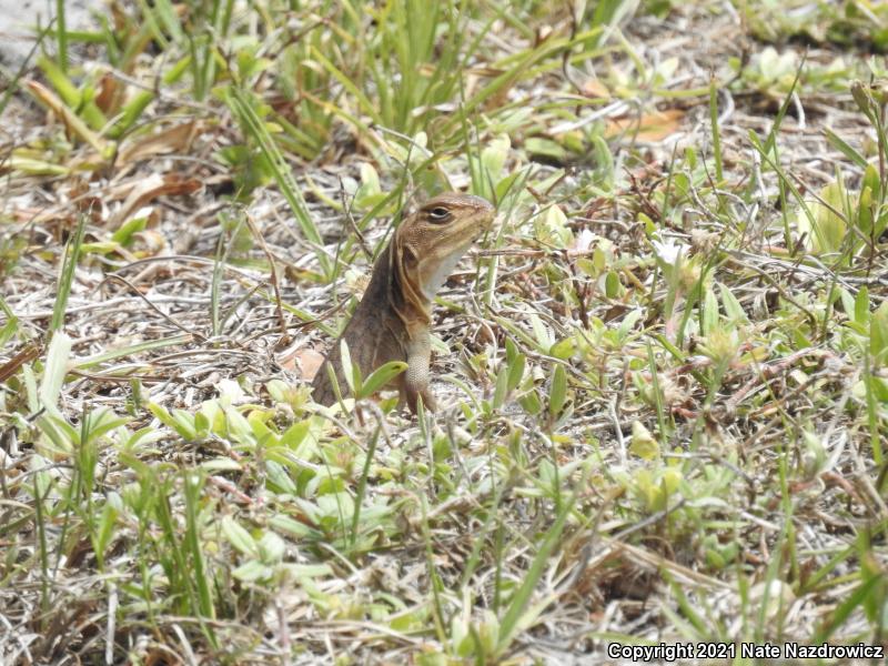 Butterfly Lizard (Leiolepis belliana)