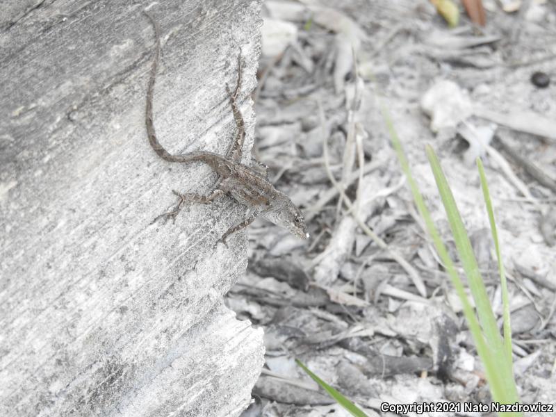 Brown Anole (Anolis sagrei)