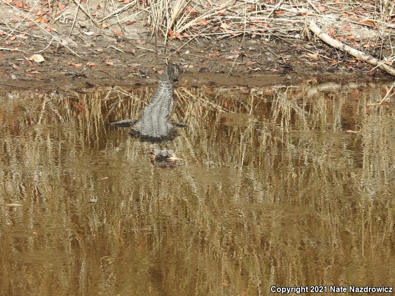 American Alligator (Alligator mississippiensis)