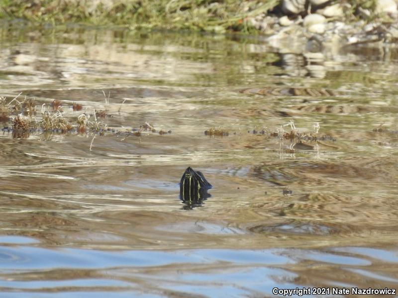 Peninsula Cooter (Pseudemys peninsularis)