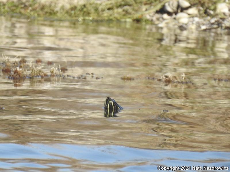 Peninsula Cooter (Pseudemys peninsularis)