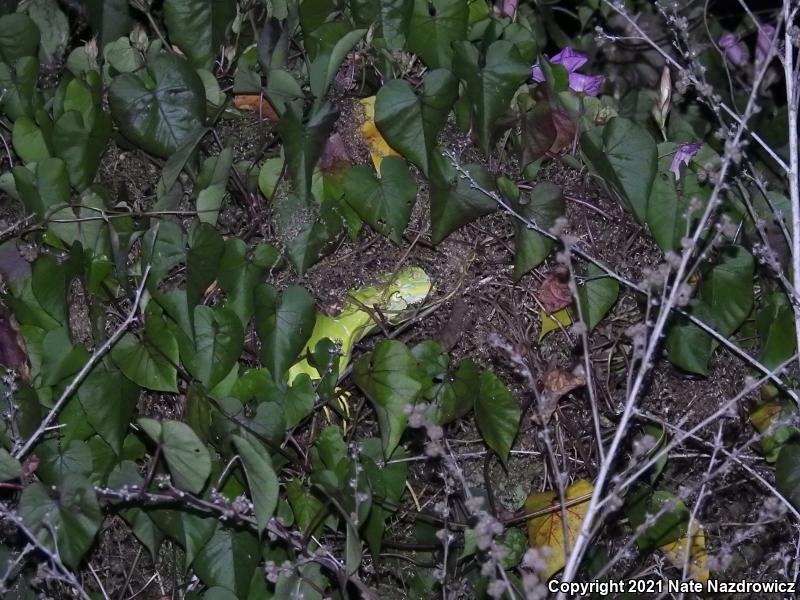 Green Iguana (Iguana iguana)