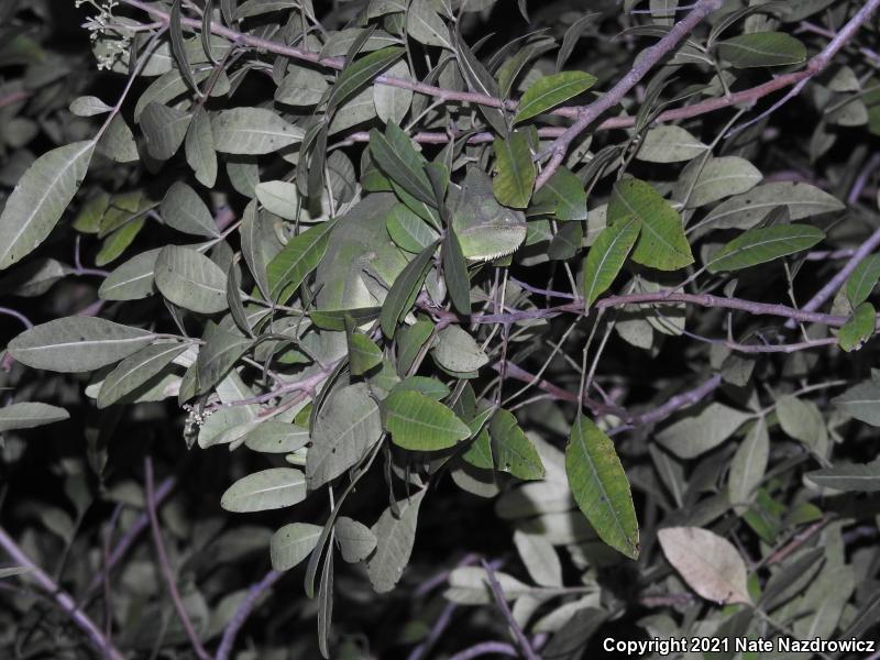 Veiled Chameleon (Chamaeleo calyptratus)