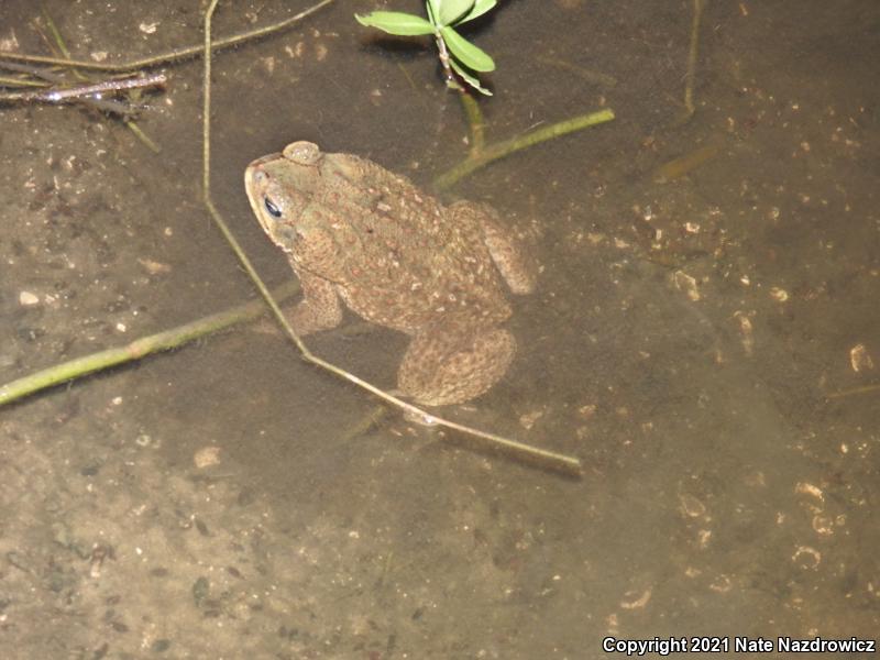 Cane Toad (Rhinella marina)