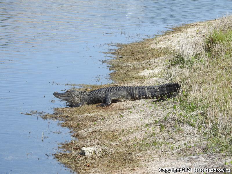 American Alligator (Alligator mississippiensis)