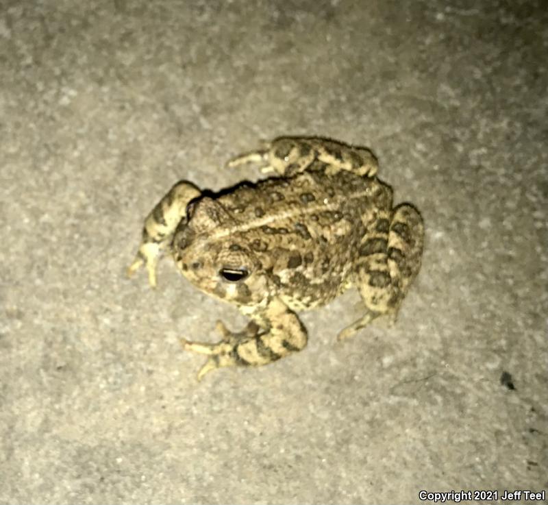 Woodhouse's Toad (Anaxyrus woodhousii)