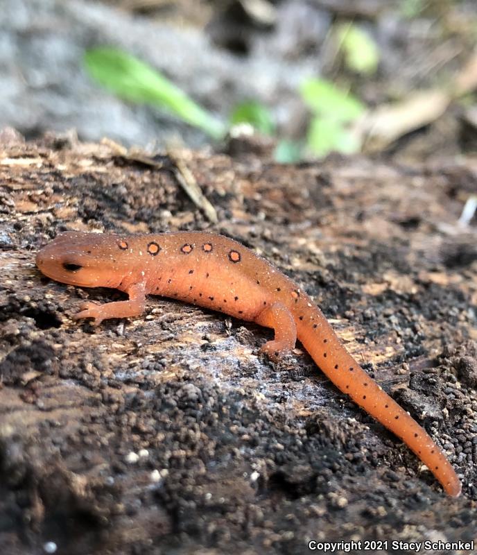 Eastern Newt (Notophthalmus viridescens)