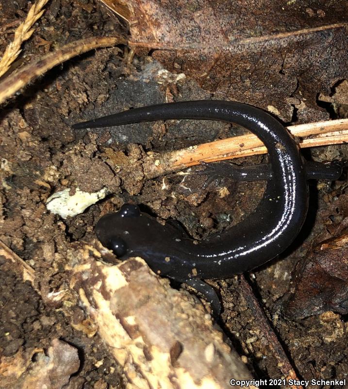 White-Spotted Slimy Salamander (Plethodon cylindraceus)