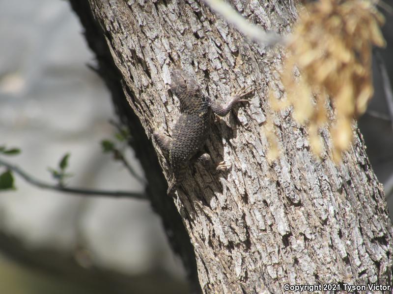 Yellow-backed Spiny Lizard (Sceloporus uniformis)