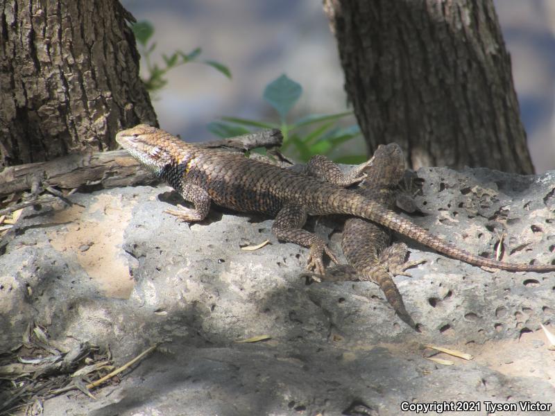 Yellow-backed Spiny Lizard (Sceloporus uniformis)