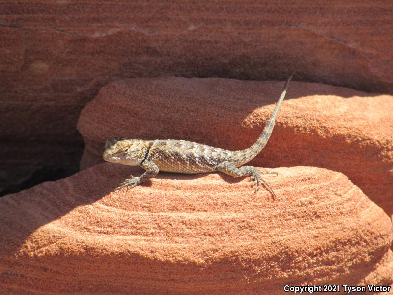 Yellow-backed Spiny Lizard (Sceloporus uniformis)