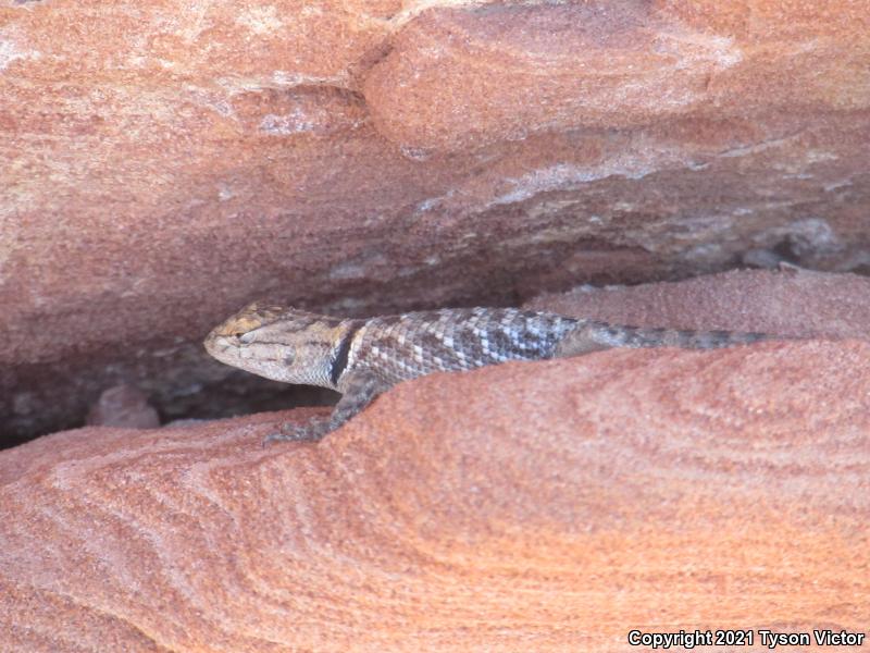 Yellow-backed Spiny Lizard (Sceloporus uniformis)