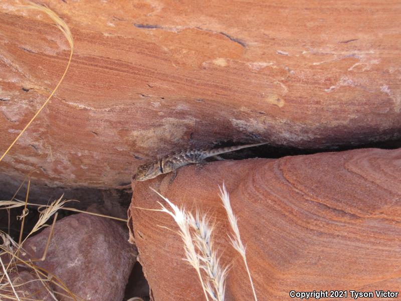 Yellow-backed Spiny Lizard (Sceloporus uniformis)