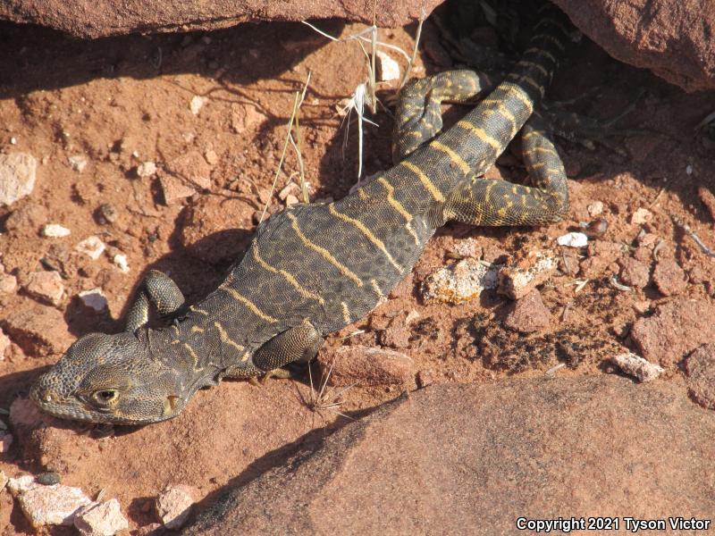 Longnose Leopard Lizard (Gambelia wislizenii)