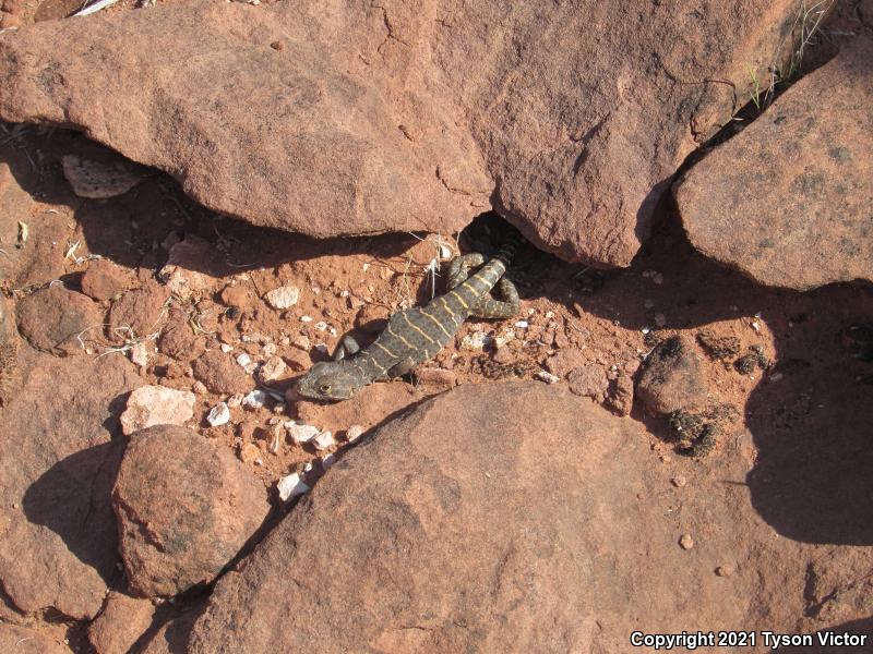 Longnose Leopard Lizard (Gambelia wislizenii)