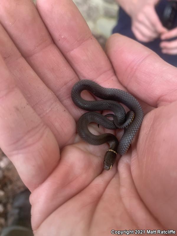 Southern Ring-necked Snake (Diadophis punctatus punctatus)