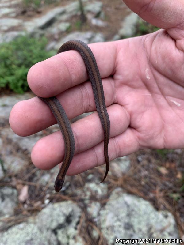 Florida Red-bellied Snake (Storeria occipitomaculata obscura)