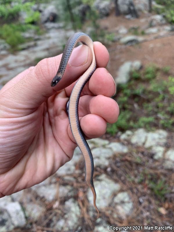 Florida Red-bellied Snake (Storeria occipitomaculata obscura)