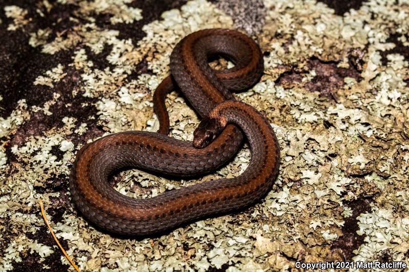 Florida Red-bellied Snake (Storeria occipitomaculata obscura)