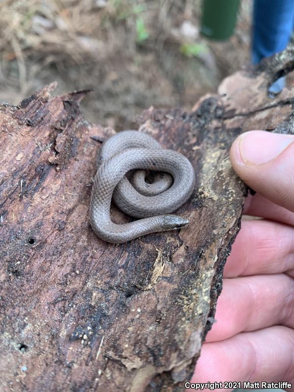 Eastern Smooth Earthsnake (Virginia valeriae valeriae)