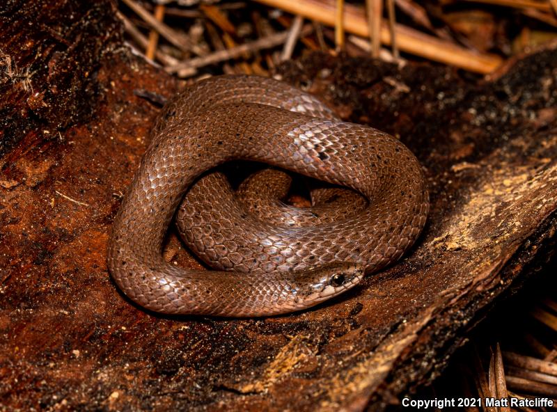 Eastern Smooth Earthsnake (Virginia valeriae valeriae)