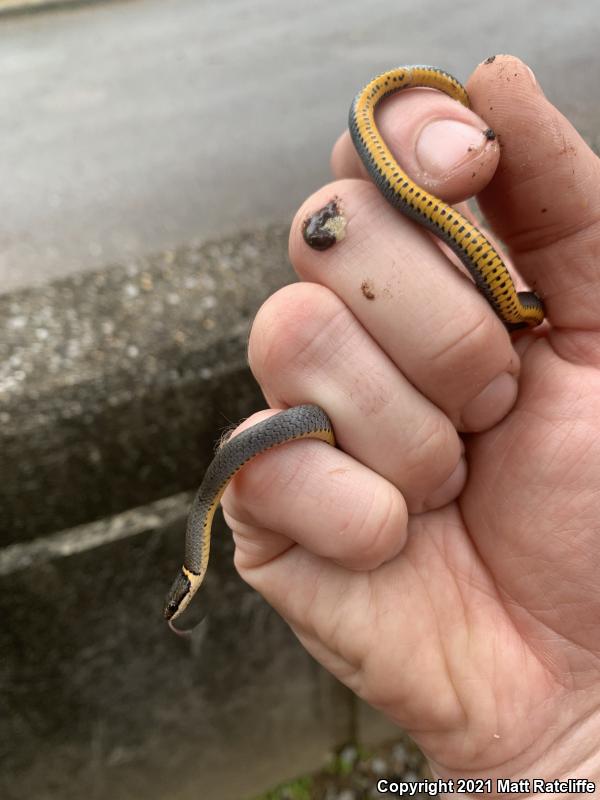 Southern Ring-necked Snake (Diadophis punctatus punctatus)