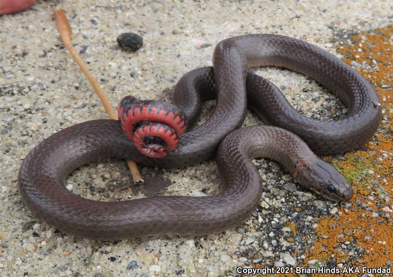 San Diego Ring-necked Snake (Diadophis punctatus similis)