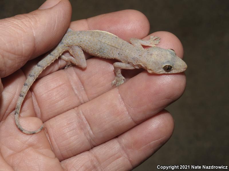 Wood Slave (Hemidactylus mabouia)