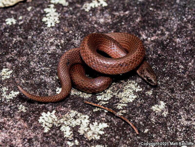 Eastern Smooth Earthsnake (Virginia valeriae valeriae)