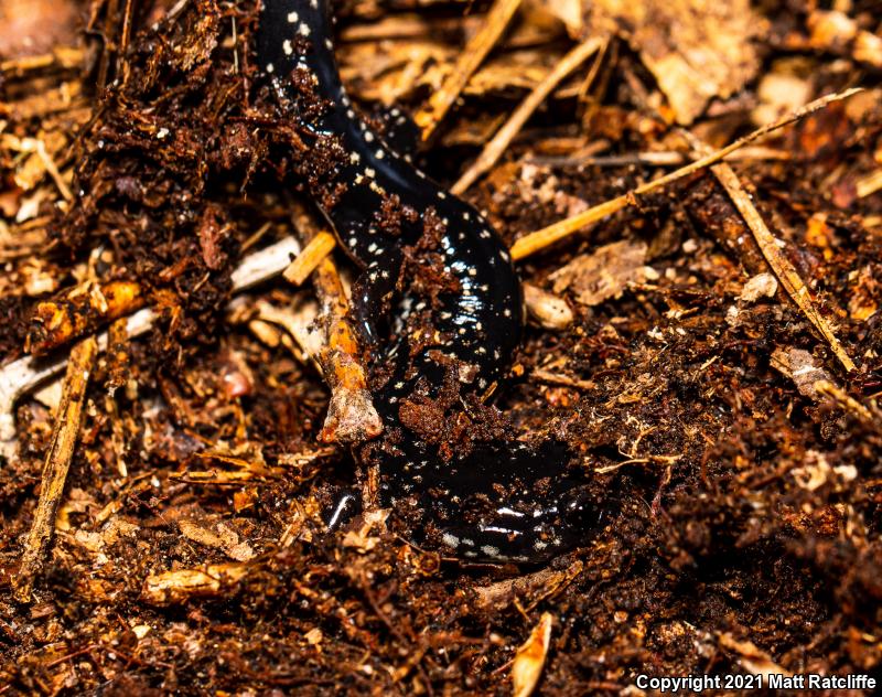 Mississippi Slimy Salamander (Plethodon mississippi)