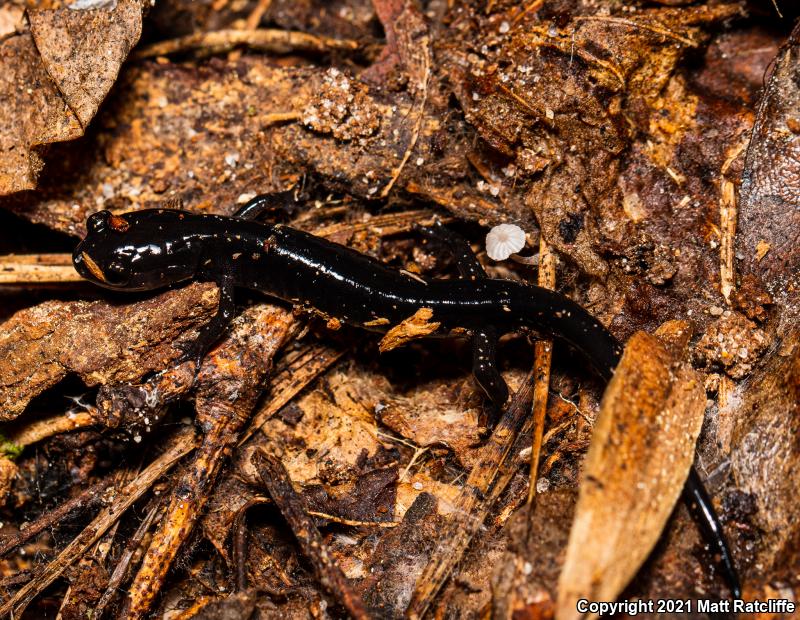 Mississippi Slimy Salamander (Plethodon mississippi)