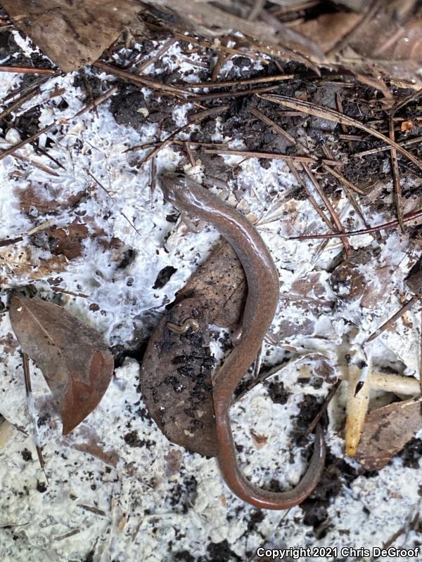 Garden Slender Salamander (Batrachoseps major major)