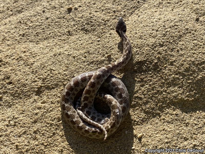 San Diego Nightsnake (Hypsiglena ochrorhyncha klauberi)