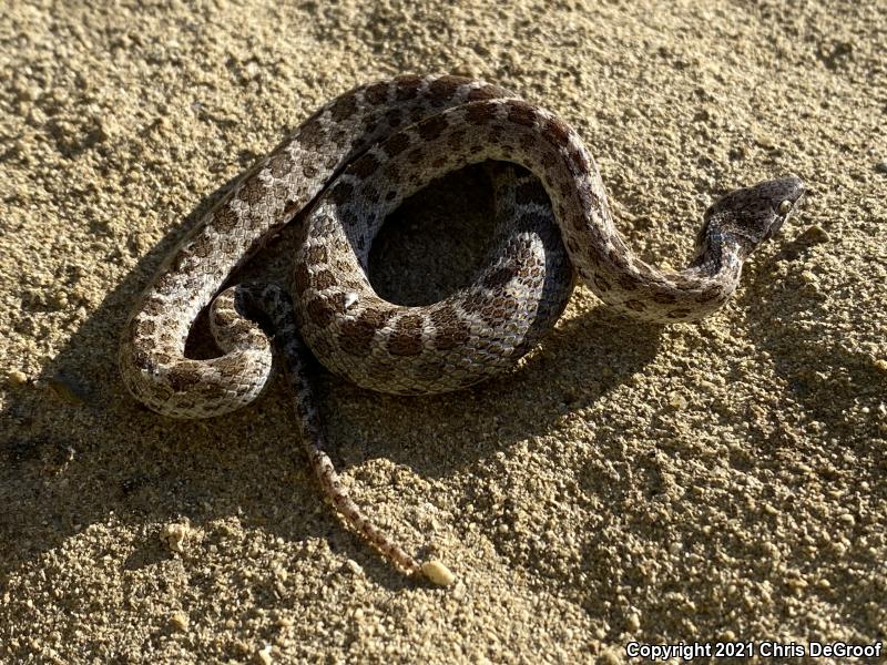 San Diego Nightsnake (Hypsiglena ochrorhyncha klauberi)