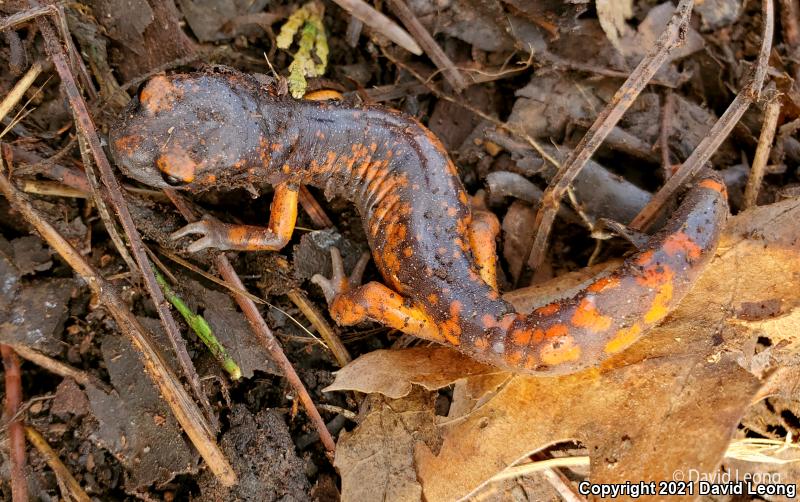 Sierra Nevada Ensatina (Ensatina eschscholtzii platensis)