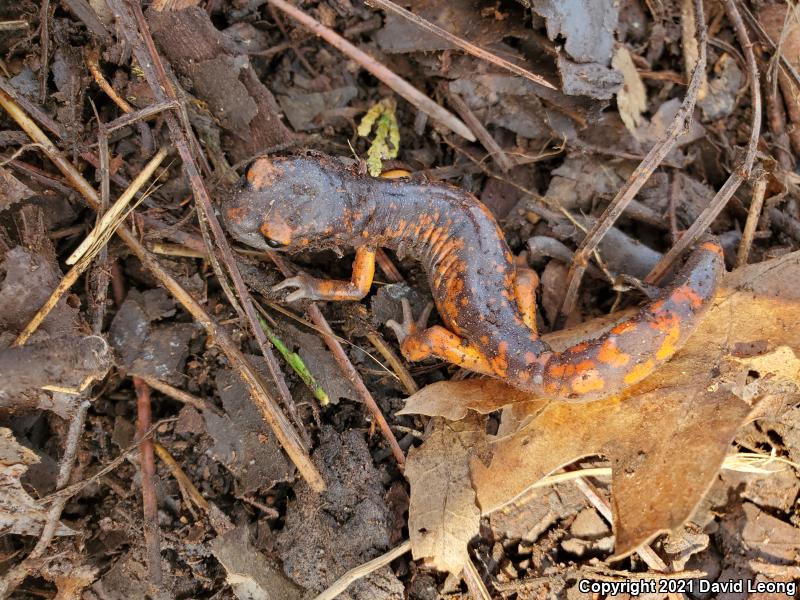 Sierra Nevada Ensatina (Ensatina eschscholtzii platensis)