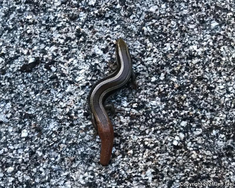 Western Skink (Plestiodon skiltonianus skiltonianus)