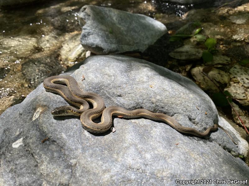 Two-striped Gartersnake (Thamnophis hammondii)