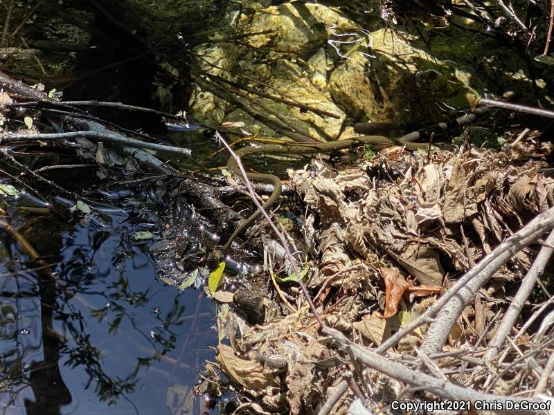 Two-striped Gartersnake (Thamnophis hammondii)