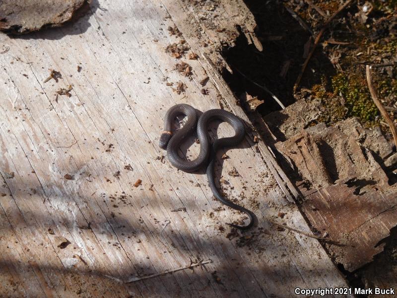 San Bernardino Ring-necked Snake (Diadophis punctatus modestus)