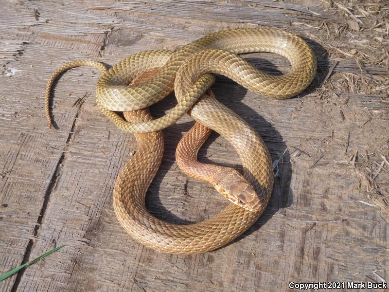 San Joaquin Coachwhip (Coluber flagellum ruddocki)