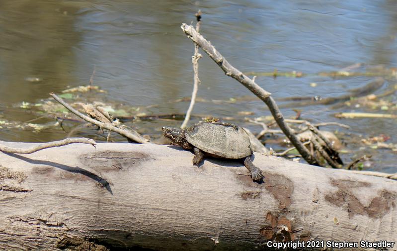 Eastern Musk Turtle (Sternotherus odoratus)