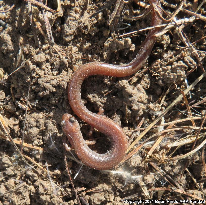 Garden Slender Salamander (Batrachoseps major)